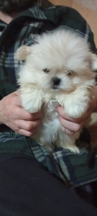 Продам мальтезе - мальтешпиц  мини щенков