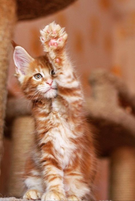 Котик породы мейн-кун D23