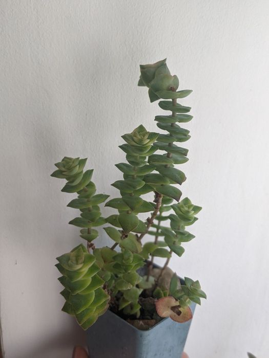 Сукуленти кімнатні