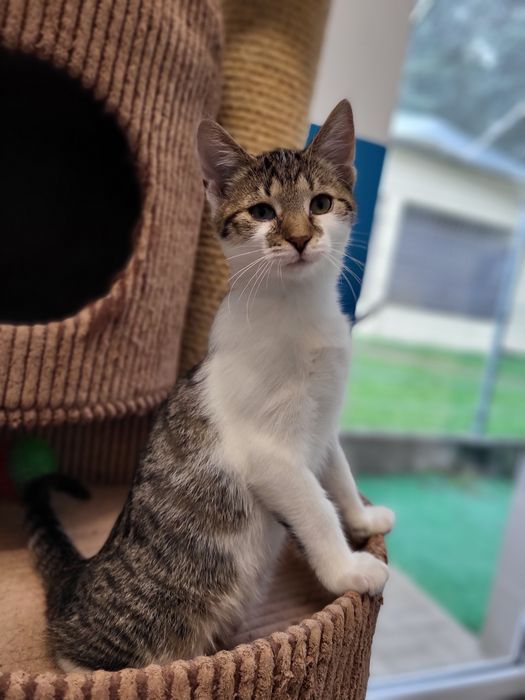 4 miesięczny kociak Labubu do adopcji