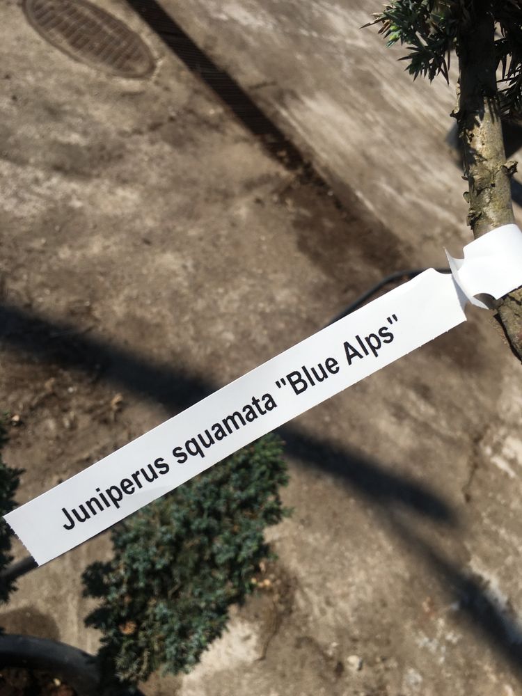 Jałowiec bonsai (juniperus squamata blue alps)