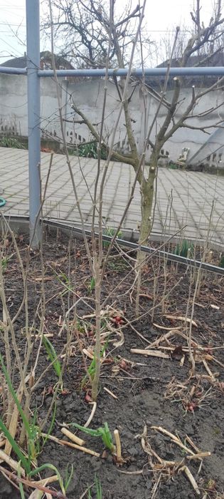 Гибіскус сирійський