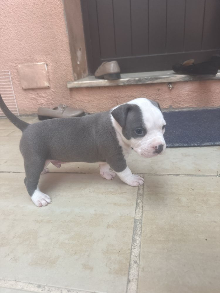 America Staffordshire Bull Terrier