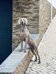Weimaraner da Casa GreyCards