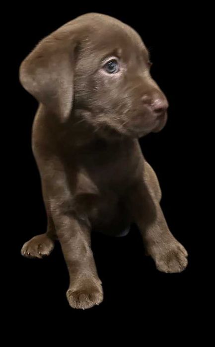 Labrador szczeniak suka czekoladowa