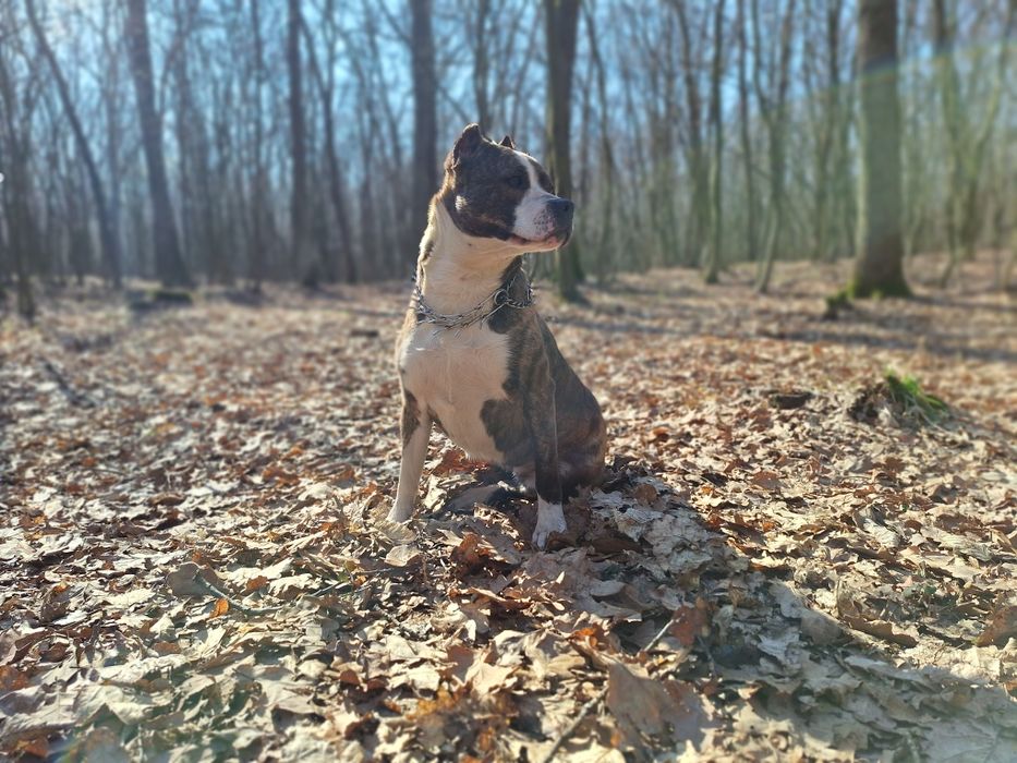 Старшинський тельєр