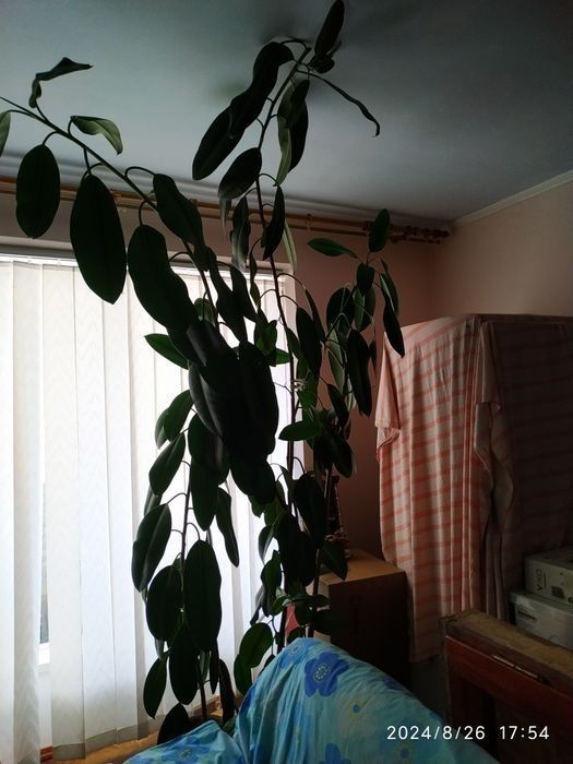 Вазони для офісу