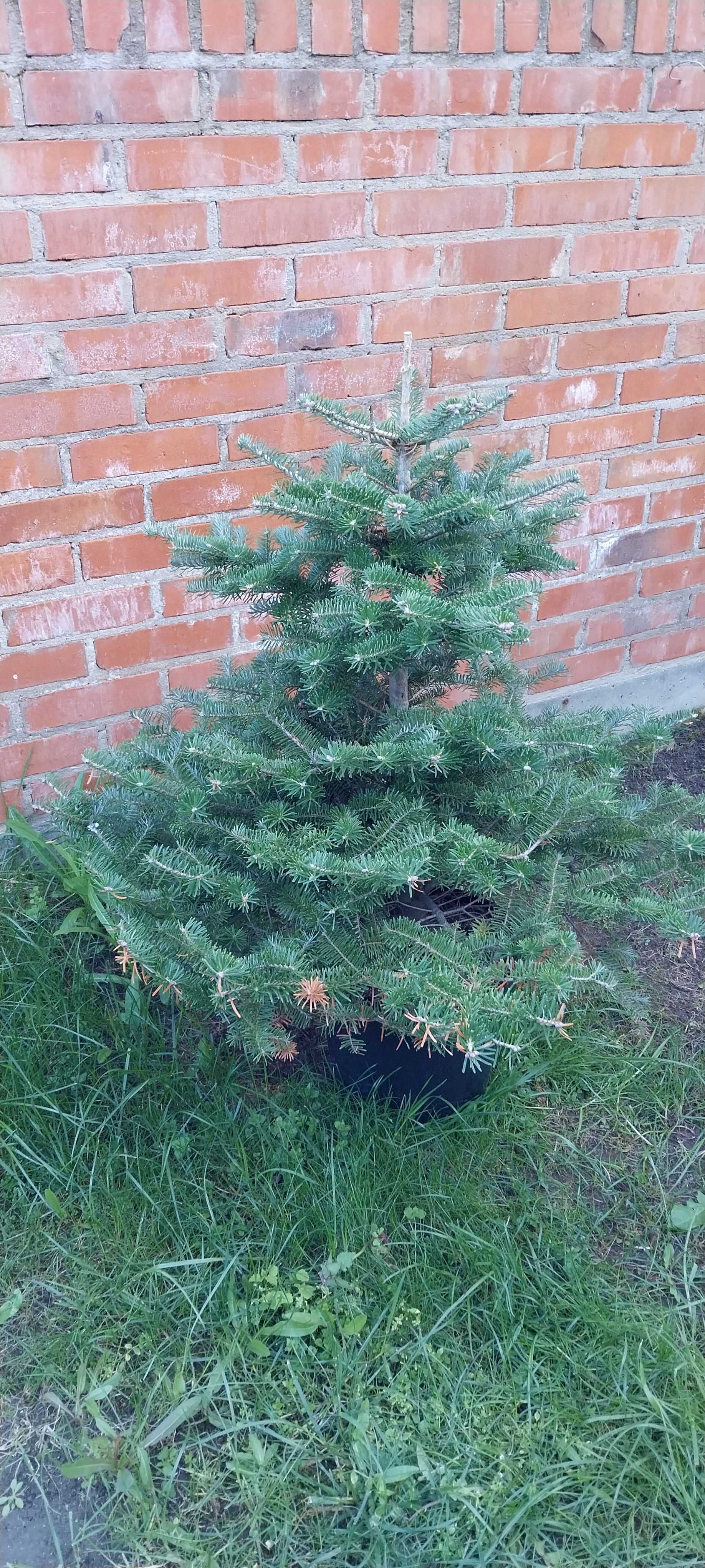 Jodła kaukaska w doniczce