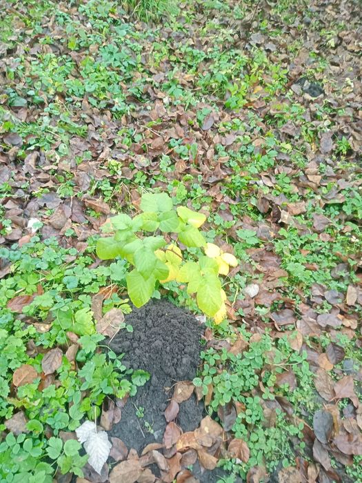 Малина.  Саджанці