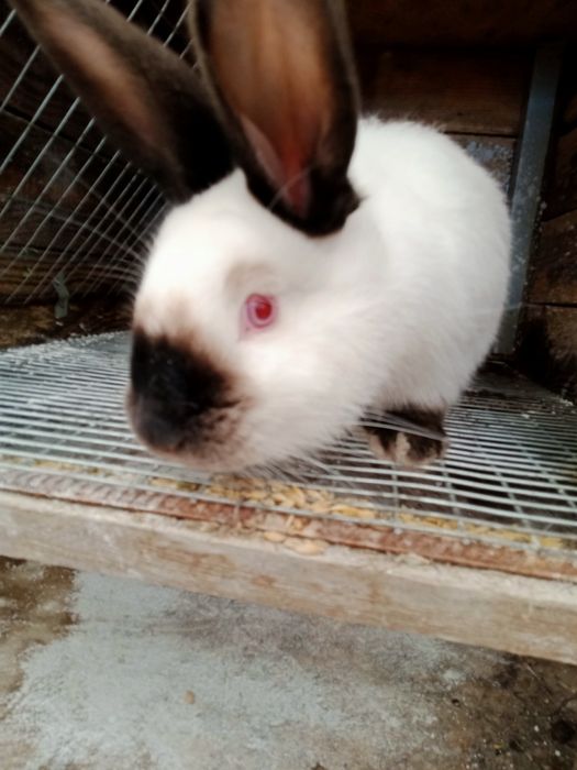 Кролики (КІТНІ КРОЛИЦІ) новозеландці, каліфорнійські ,полтавс. срібло