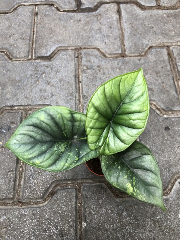 Alocasia platinum variegata