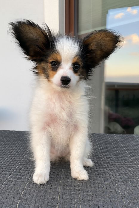 Papillion suczka po champinach