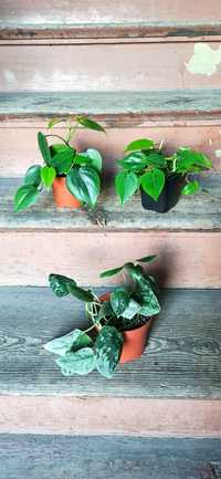 Philodendron Filodendron Scandens Scindapsus pictus Silver Ann