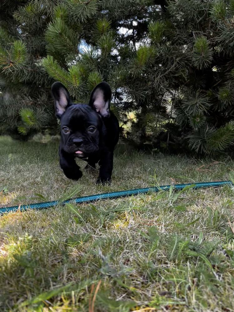 Buldog francuski- piesek