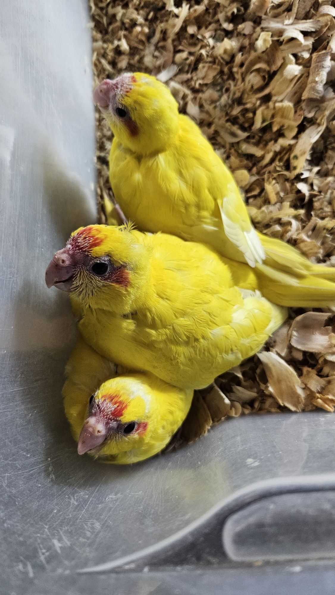 Kakarikiis Amarelos para  ceder
