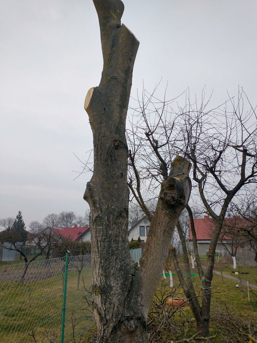 Drzewo-pień orzecha włoskiego