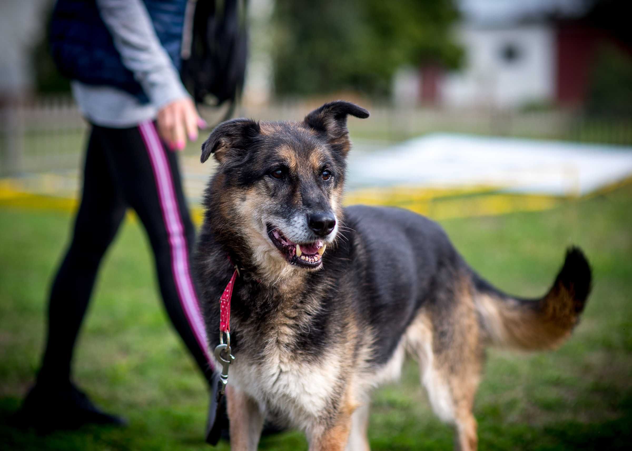 Leo - do adopcji