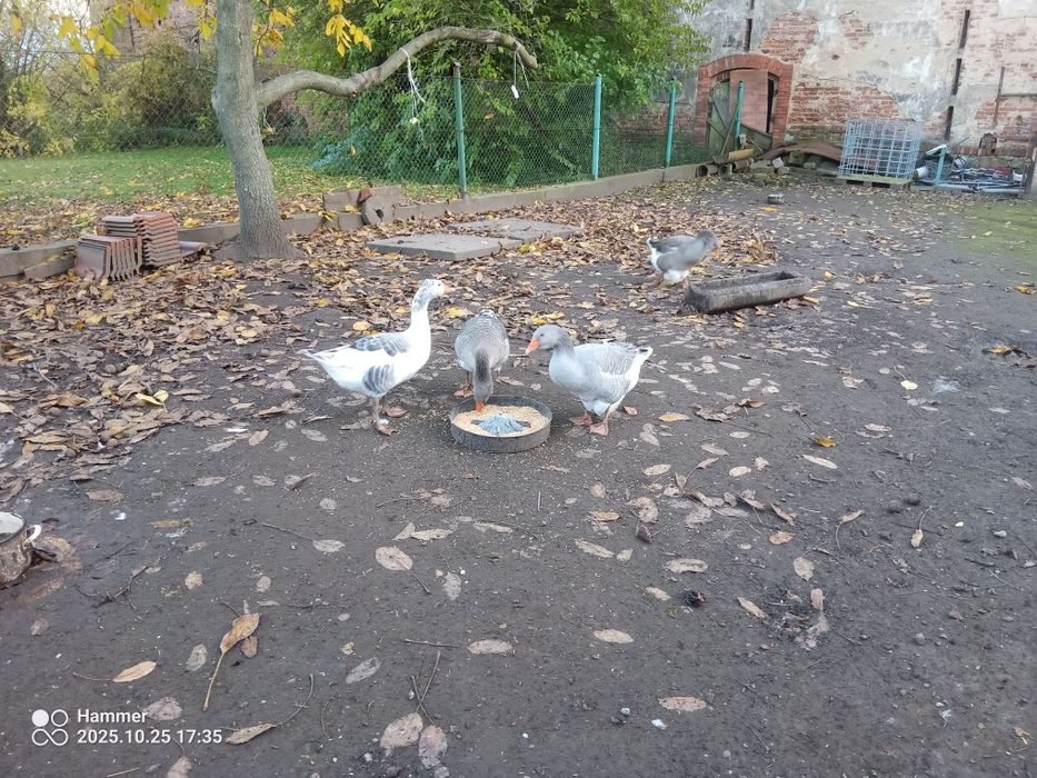 Indyczki, gęsi kaczki staropolskie króliki