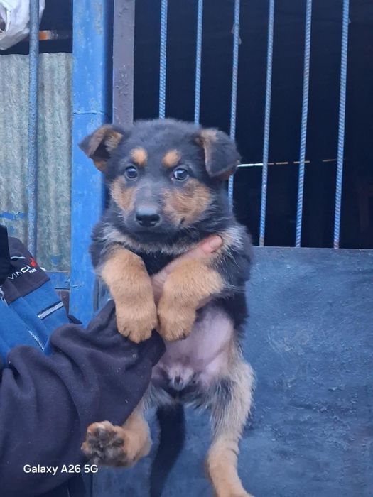 Німецька овчарка, цуценя, щенки. Вівчарка