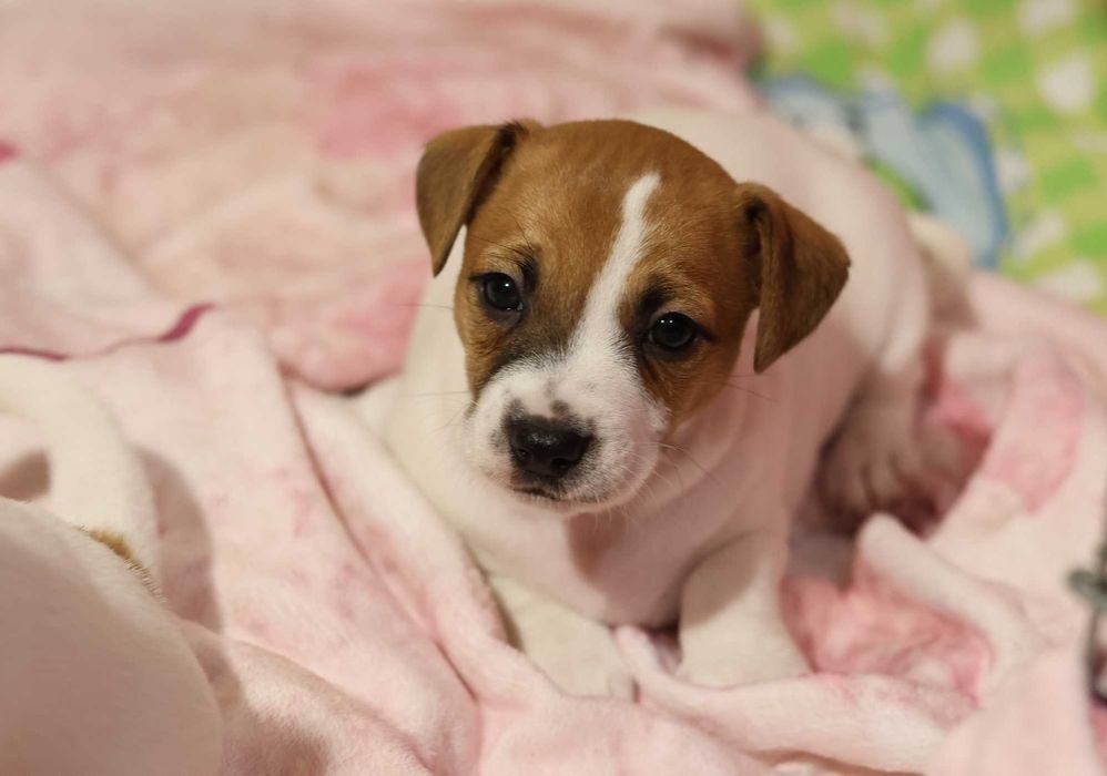 Urocza suczka Jack Russell Terrier z hodowli "BREFIO" /bad. genetyczne
