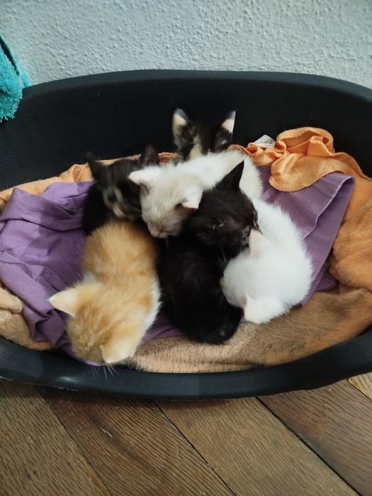 Tenho 6 gatos para dar. 2 machos e 4 fêmeas