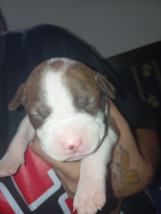 Ninhada para adoção