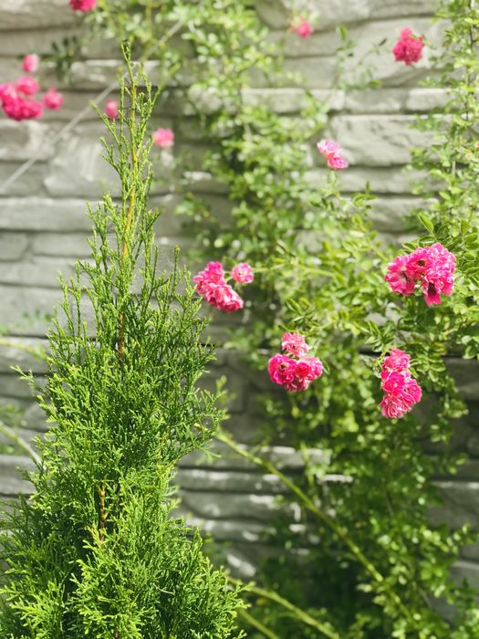 Роза плетистая розовая