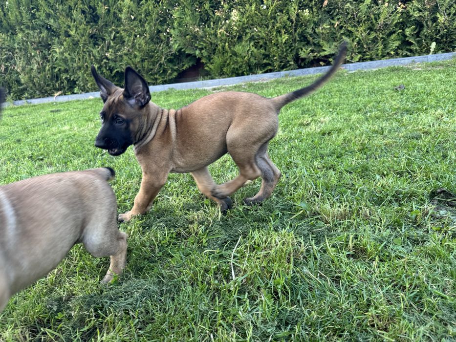 Szczeniak Owczarek Belgijski Malinois FCI
