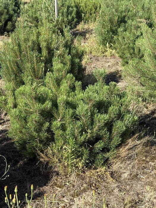 Sosna Kosodrzewina z bryłą z plantacji, o wysokości 1-1.5m Sadzenie