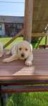 Sprzedam szczeniaka rasy labrador z metryką urodzenia