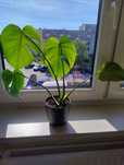Monstera deliciosa , dekoracyjny kwiat doniczkowy, doniczka C13