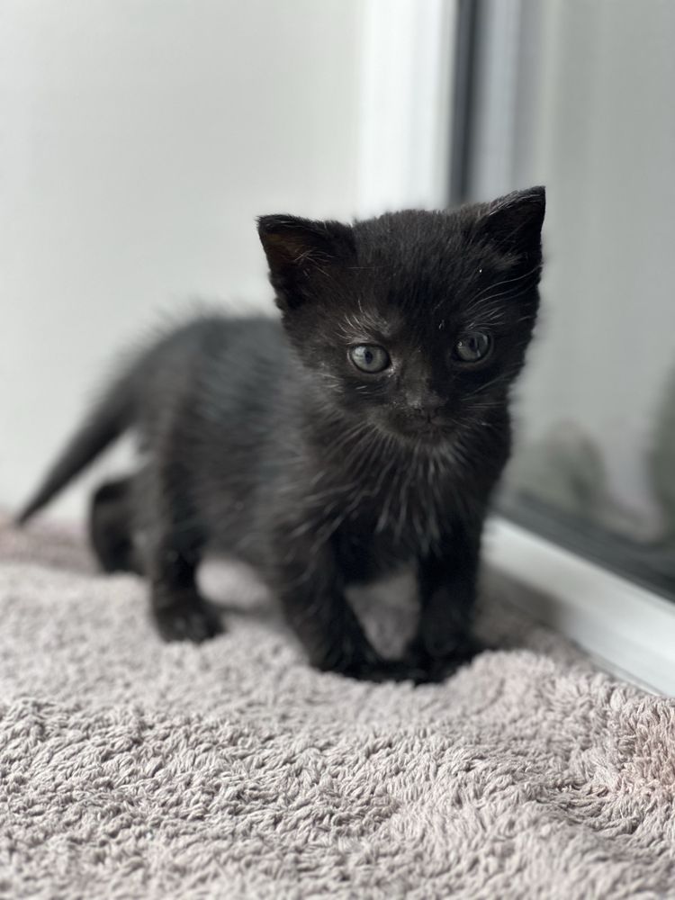 Кошеня шукає дім