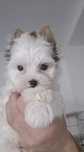 Yorkshire Terrier Piesek Blueberry