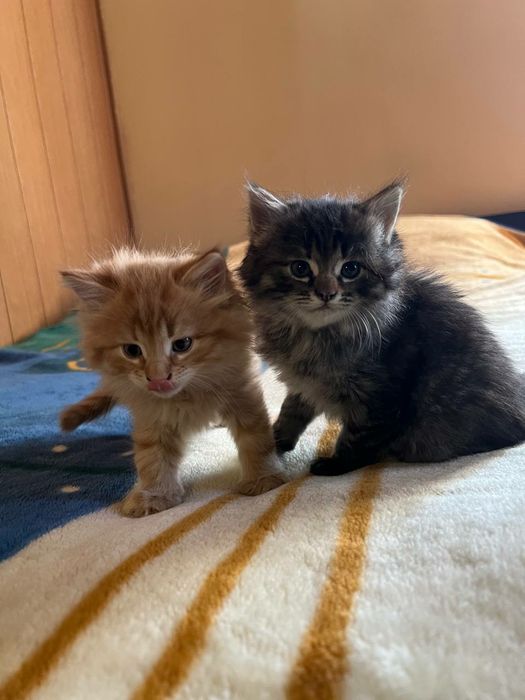 Віддам в добрі руки кошеня