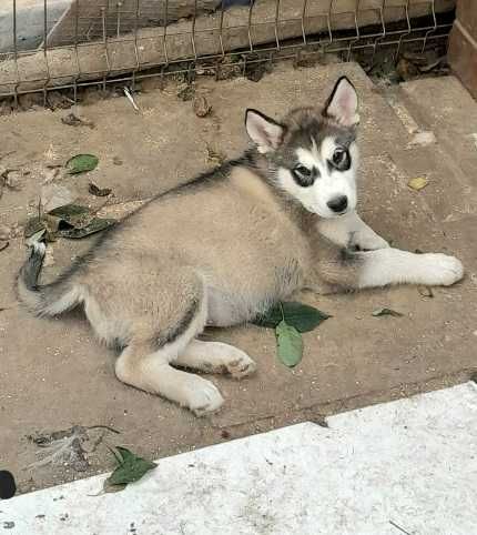 Szczeniaki rasy alaskan malamute