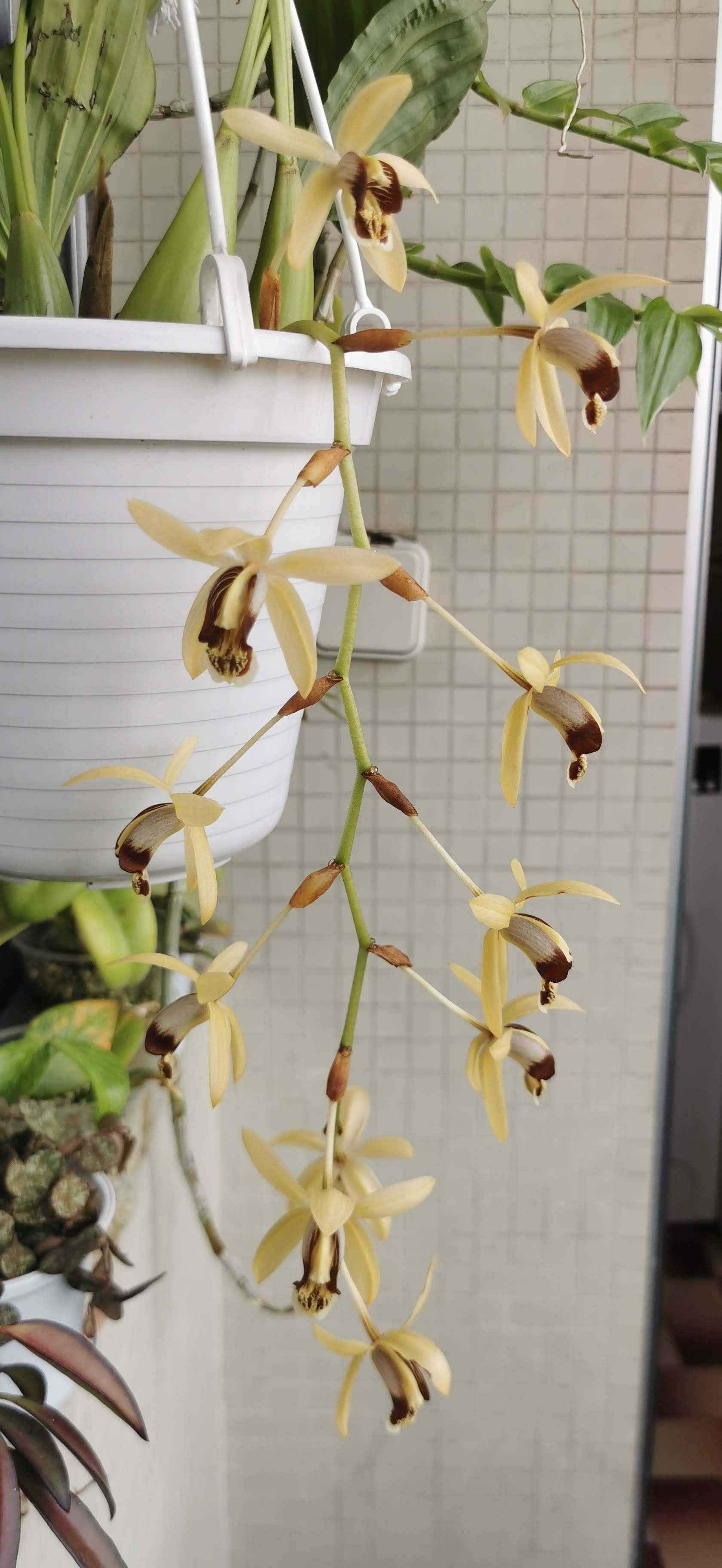 Coelogyne Tomentosa (orquidea perfumada)