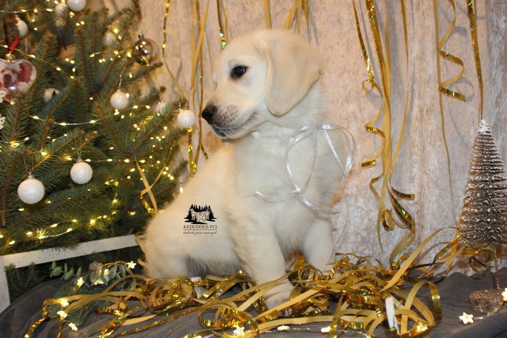 Golden retriever Zkwp FCI gotowy do odbioru