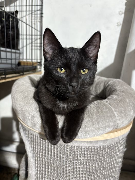 Piękny czarnulek do oddania za darmo