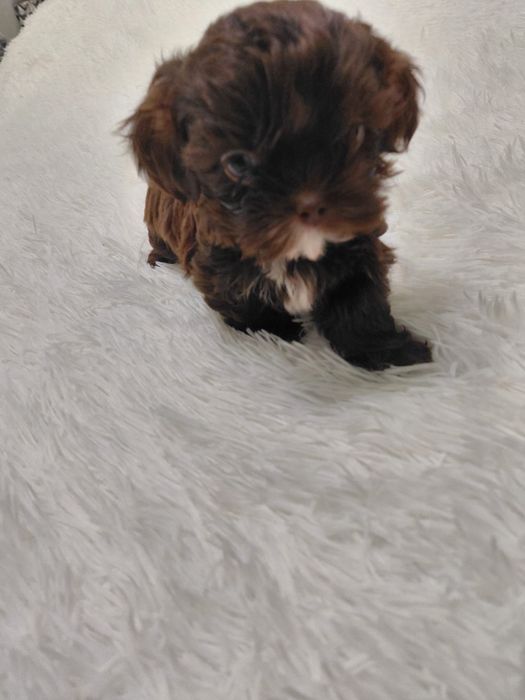 Shih Tzu – czekoladowy chłopiec szuka kochającego domku