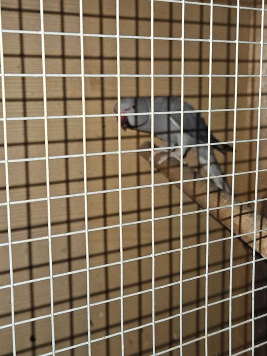 Aleksandretta obrozna