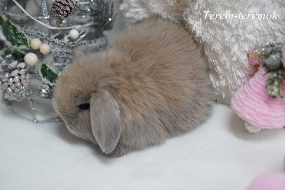 Породистый карликовый крольчонок Mini Lop