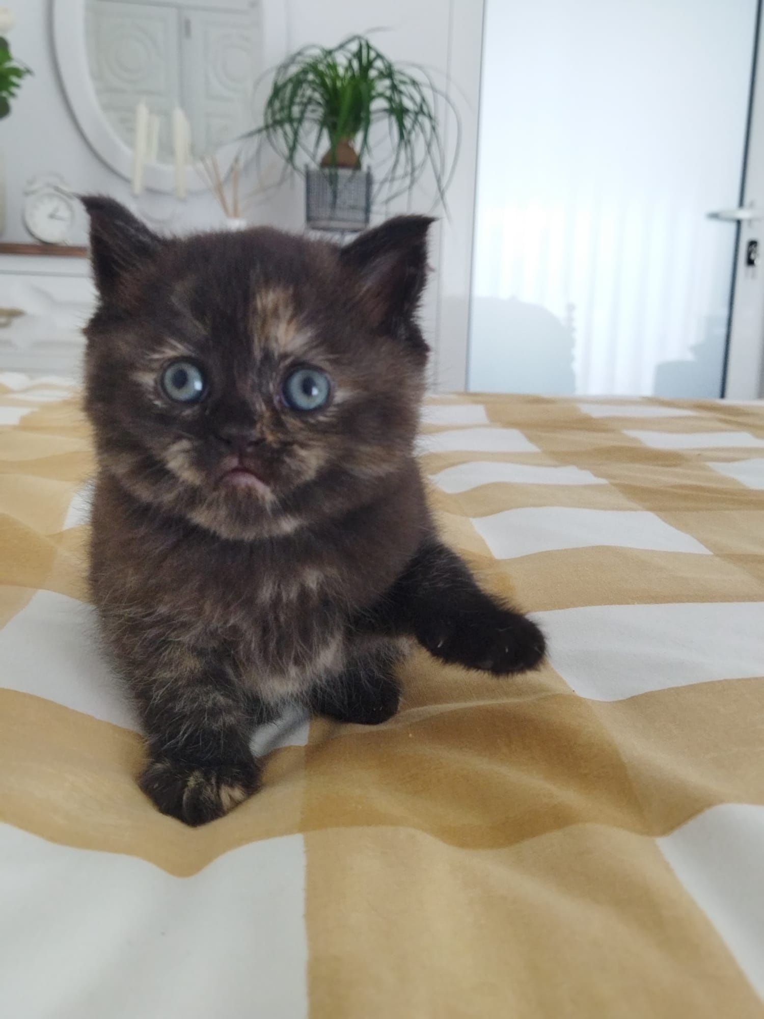Gatinha British Shorthair Tartaruga