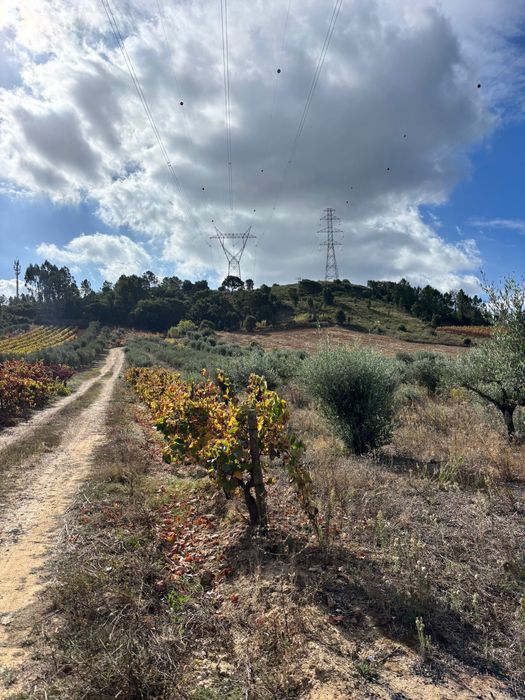 Terreno com 130 oliveiras amanhadas