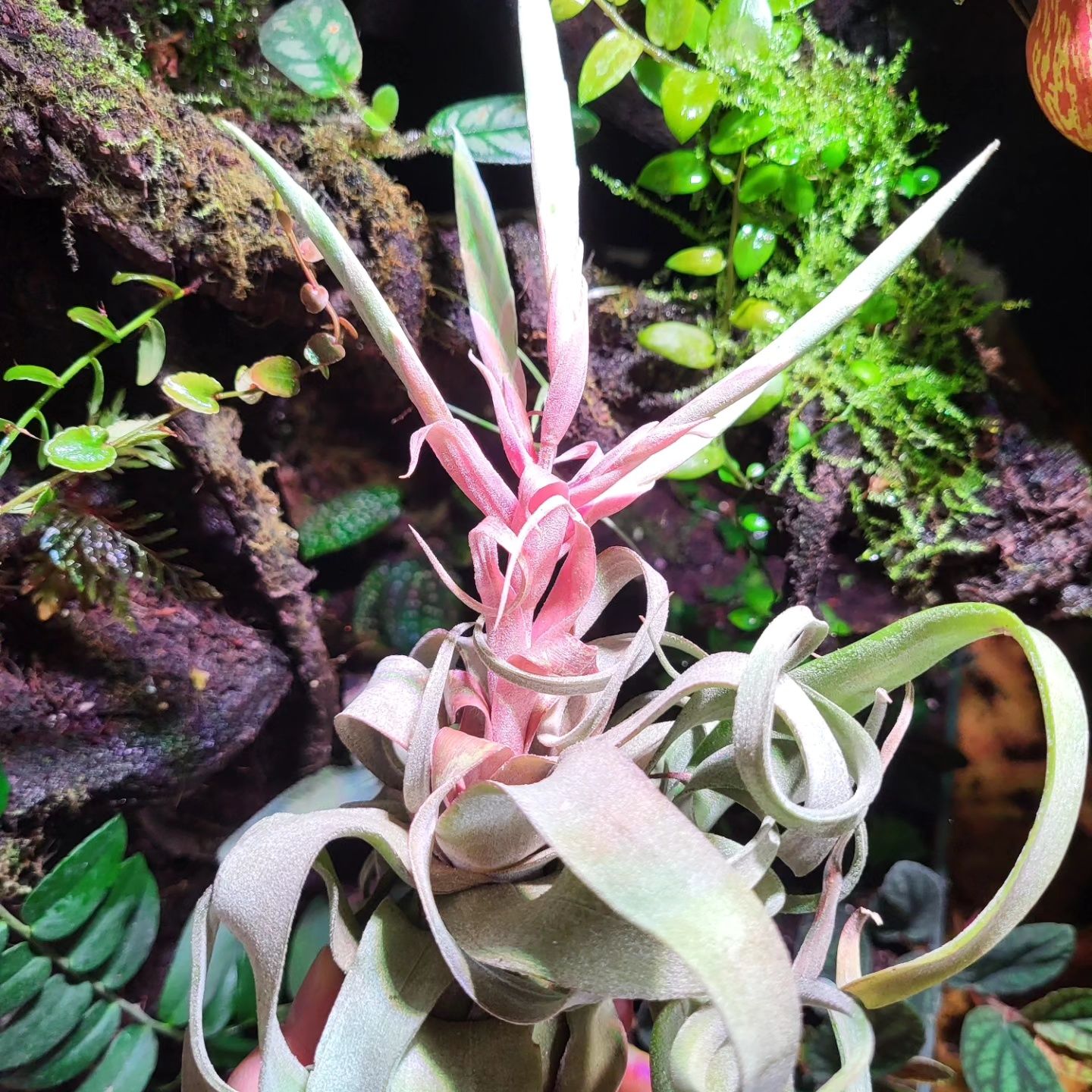 Rośliny egzotyczne do terrarium, paludarium, vivarium. Neoregelia