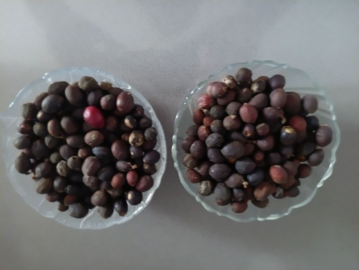Pés e grãos de café
