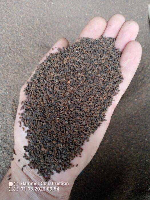 Facelia nasiona zbiór 2023!