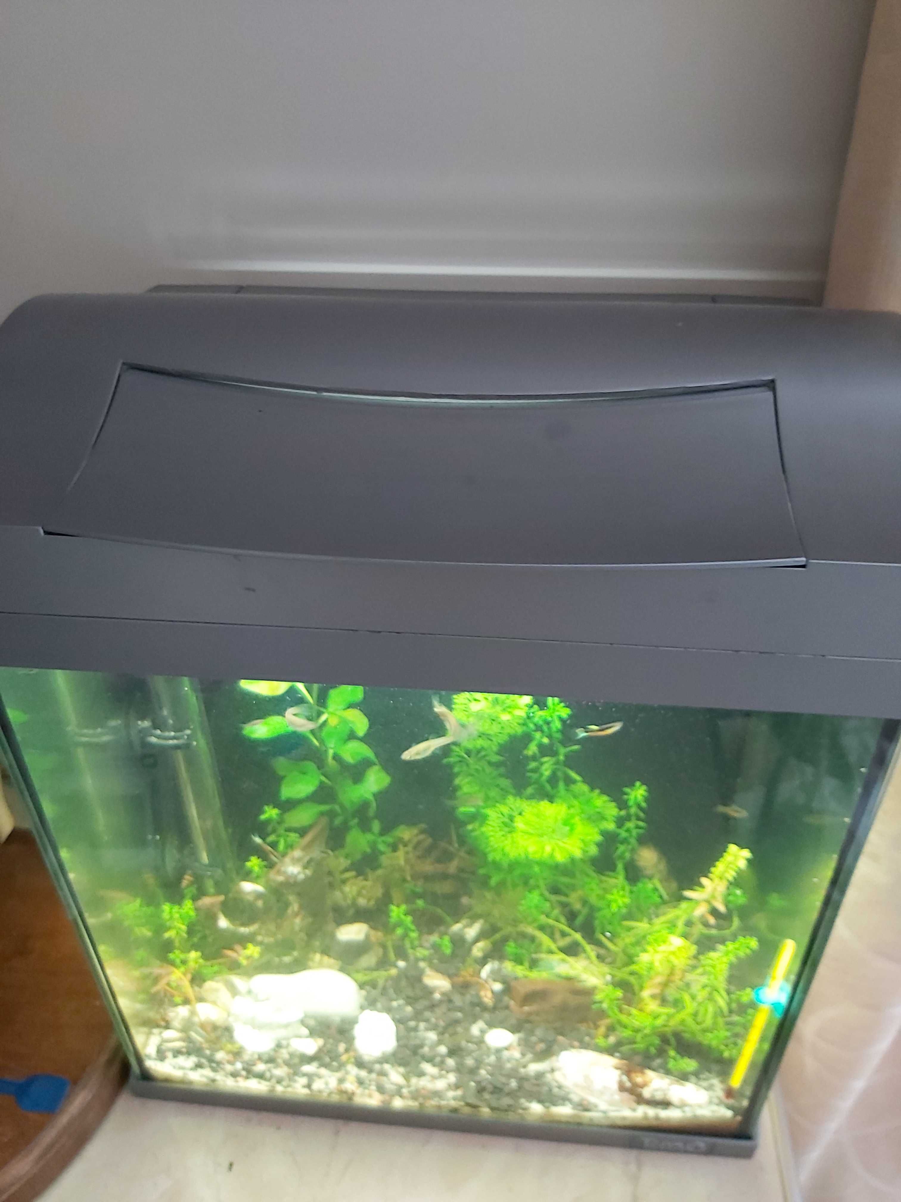 Akwarium Tetra 30l. z życiem