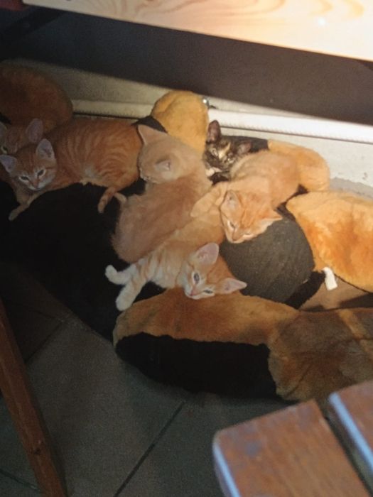 Oddam koty 3 miesięczne