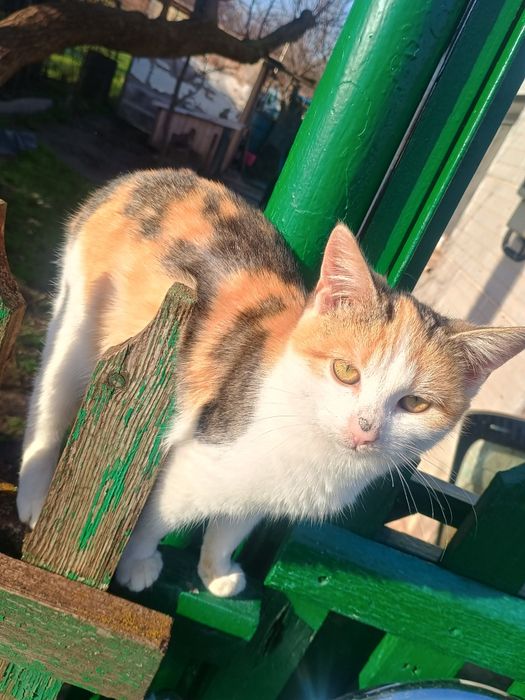 Котята в хорошие руки