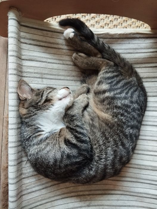 Sen i Jawa, kociaki do adopcji